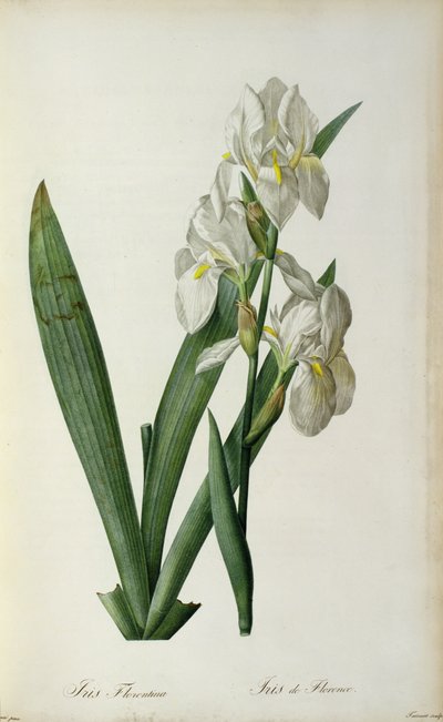 Iris Florentina, from 